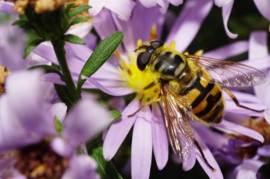 Üst ve yan kabarık çizgili sarı ve siyah Kafkas çiçek sineklerinin Macro manzarası çalılıklarda beyaz ve pembe alp makinelerinde çiçeklerle kaplıdır.                               