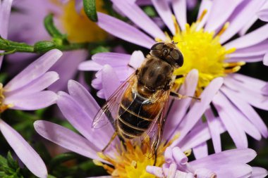  Geniş renkli beyaz bir çiçeğin makro üst görüntüsü. Bir sineğin çiçek veren bir Alp makinesinde yemesi.                              