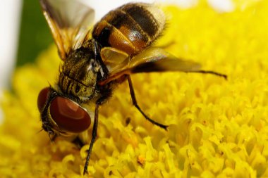  Yan ve üst kabarık tüylü Kafkas çiçek sineklerinin makro manzarası sarı bir papatya çiçeğinin üzerinde geniş kanatları ve büyük gözleri vardır.                              