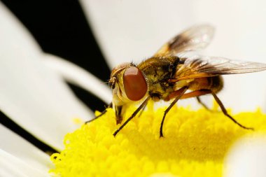  Kafkas kırmızı çiçek sineklerinin yan ve önü makro görünüm ile uzuvlar, kırmızı gözler ve kıvrımlı göbek sarı kabarık çiçekli beyaz papatya                              