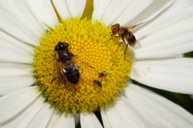  Kabarık tüylü çok renkli iki büyük ve iki küçük Kafkas çiçeğinin beyaz ve sarı papatyaların üzerinde oturan uzuvları, kanatları ve bileşik gözleri makro görünümü.                              