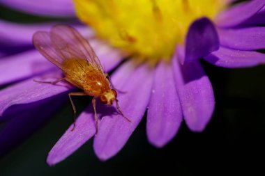 Küçük turuncu ve kıllı bir Kafkas çiçeğinin Macro önü. Mor çiçek yapraklarının arka planında bir sinek. Alp Astra.                               