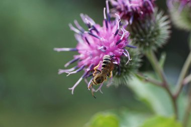 Mor bir çiçek dulavratının üzerinde oturan uzun antenli, tüylü, beyaz, beyaz, çizgili Melitta arısının yakın çekimi.                               