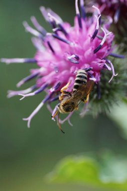Mor bir dulavrat çiçeğinin üzerinde oturan Melitta cinsinin beyaz çizgili arısının yakın görüntüsü.                               