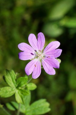 Kafkasya, Kabardino-Balkaria, Rusya 'nın eteklerindeki çayırlarda yetişen yeşil yapraklı vahşi Kafkas Geranium müfredatının genç bir menekşesine yakın plan.                              