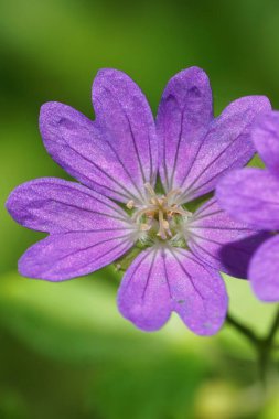 Kafkasya, Kabardino-Balkaria, Russi, Kafkasya 'nın eteklerindeki çayırlarda yetişen bir sardunya müfredatının mor çiçeği.
