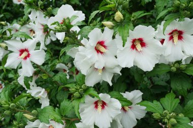 Hibiscus Syriacus 'ün ahududu merkezli ve Kafkasya, Kabardino-Balkaria, Rusya' nın eteklerinde büyüyen tomurcuklu beyaz kızılötesi görüntüsü                               