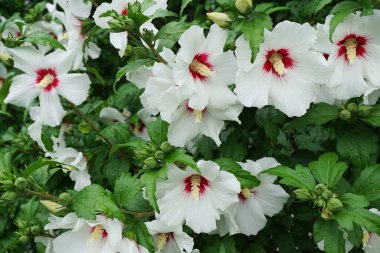 Hibiscus Syriacus ambarının genel görünümü ahududu ve kafkas eteklerinde yetişen tomurcuklar, Kabardino-Balkaria, Rusya                               