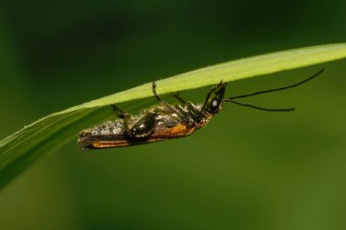 Yazın yeşil bir yaprağın altında oturan uzun antenli, beyaz, kahverengi bir böceğin makro görüntüsü.                               