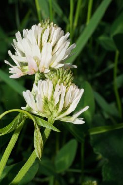 Makro iki beyaz çiçek yonca dağı Trifolium montanum yeşil yapraklı Kafkasya 'nın eteklerinde, Kabardino-Balkaria, Rusya                               