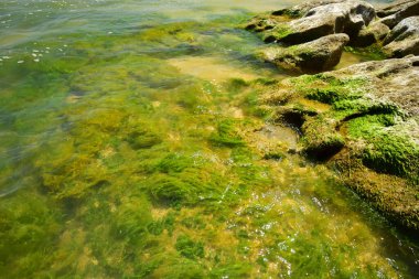 Kafkasya 'nın dağlık Dağıstan bölgesinde şeffaf dalgalar, kaya ve yeşil algler ile yaz sörfü