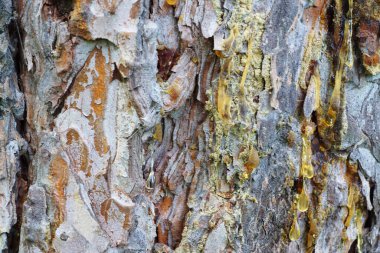 Kafkas Dağları, Kabardino-Balkaria, Rusya 'da yetişen sarı reçine damlalarıyla Kafkas alp çamının kabuğuna yakın plan.                               