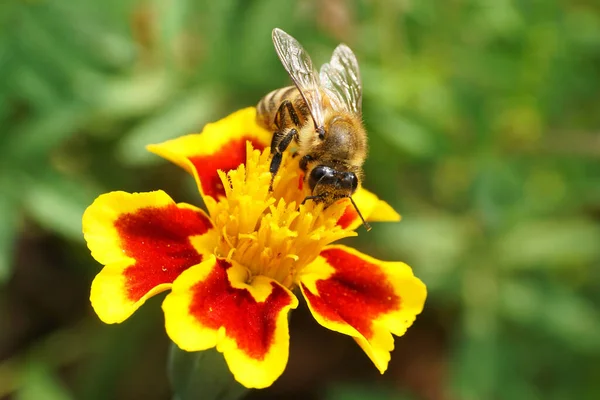 Kafkas kahverengi arı Apis mellifera antenli ve kanatlı ve kırmızı-sarı bir Tagetes ereksiyon çiçeğinin üzerinde nektar toplayan                               