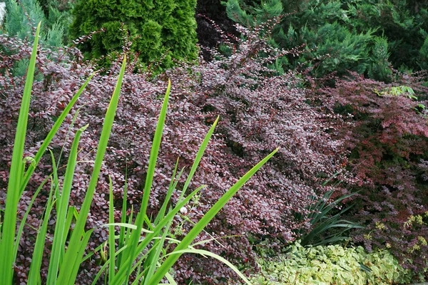 Berberis Thunbergとコーカサスのバーバリーは ロシアのカスカス ナルチク カバルディノ バルカリアの麓の植物組成物に小枝や葉で赤い形を残します — ストック写真