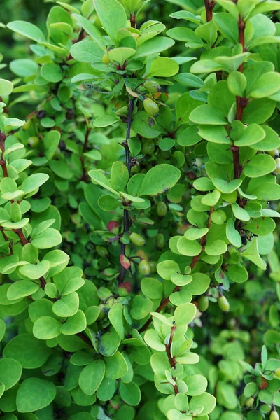 Close Twigs Berries Caucasian Barberry Berberis Thunberg Green Form Growing — Stock Photo, Image