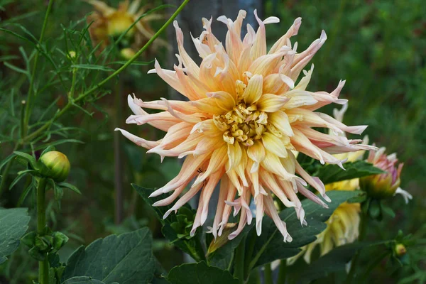 Flor Dahlia Variedade Garden Party Com Uma Inflorescência Creme Amarelo — Fotografia de Stock