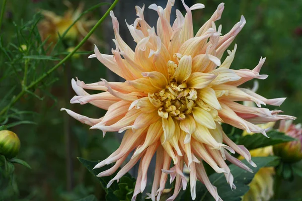  Kafkasya, Kabardino-Balkaria, Rusya 'nın eteklerinde yaprakların büyüdüğü sarı kremalı yıldız çiçeği Dahlia Cultivar Garden Party' nin yakın çekim görüntüsü                              