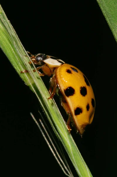 Close Branco Amarelo Joaninha Com Manchas Pretas Sentado Espigueta Caule — Fotografia de Stock