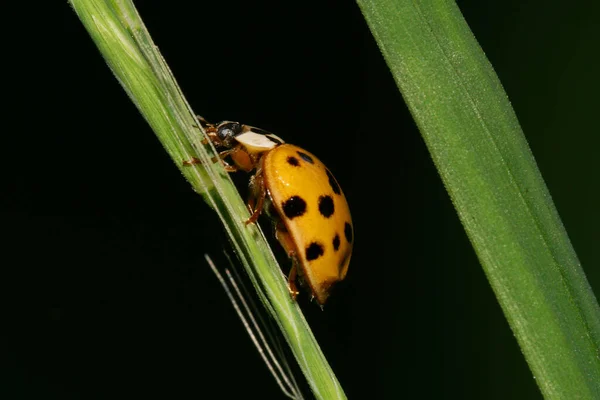 Macro Caucasian Yellow Ladybird Black Spots Sitting Narrow Green Fuzzy — Stock Photo, Image