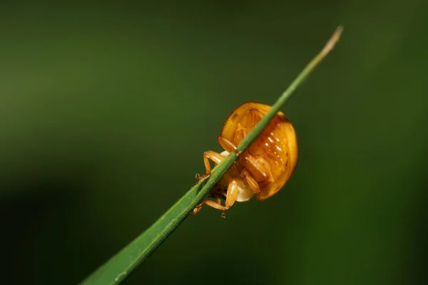 Macro View Caucasian Yellow Ladybug Black Spots Hanging Narrow Green — Stock Photo, Image