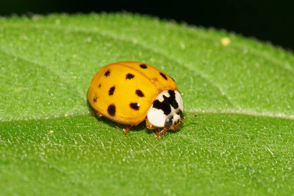 Close Caucasian Yellow Ladybug Black Spots Sitting Resting Green Fluffy — Stock Photo, Image