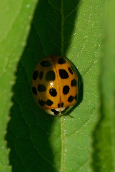 Vue Macro Haut Coccinelle Jaune Caucasienne Avec Des Taches Noires — Photo