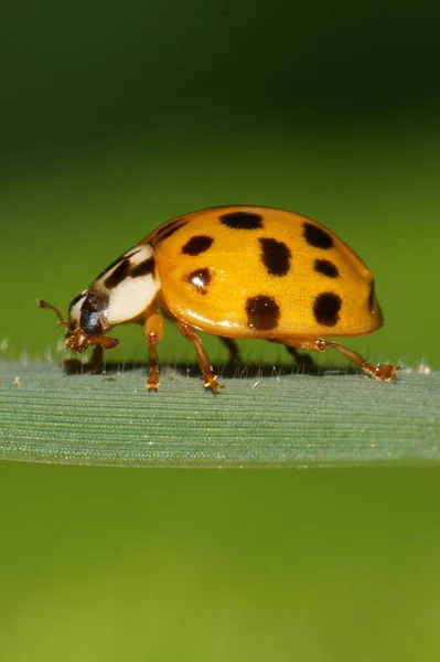 Primer Plano Mariquita Amarilla Caucásica Con Manchas Negras Sentadas Horizontalmente — Foto de Stock