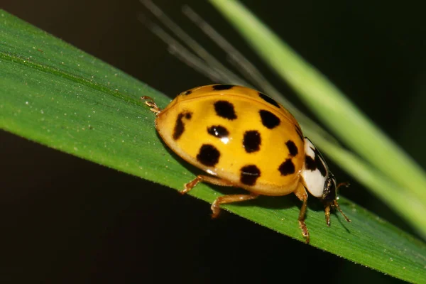 Macro Caucasian Yellow Ladybug Black Spots Paws Hanging Green Leaf — Stock Photo, Image