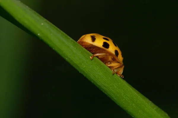 Macro Caucasian Yellow Ladybug Black Spots Paws Cantle Green Stalk — Stock Photo, Image