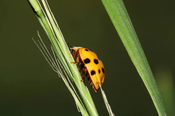 白种人黄瓢虫的宏观 黑斑和黑腿爬到绿色的茎尖上 — 图库照片