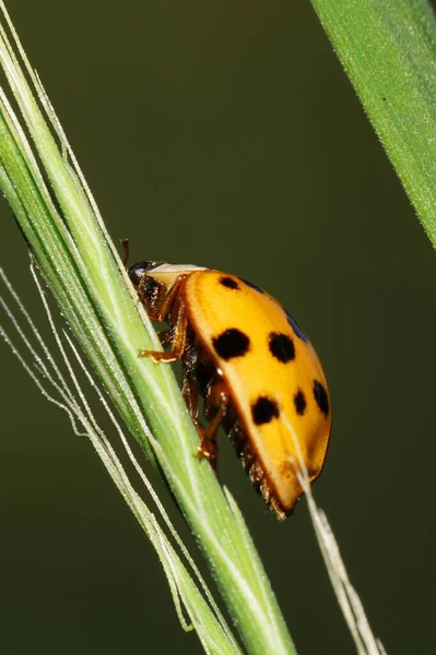 Close Van Kaukasisch Geel Lieveheersbeestje Met Zwarte Vlekken Poten Naar — Stockfoto