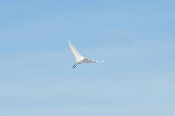 Voando Caucasiano Pequena Garça Branca Com Asas Abertas Céu Azul — Fotografia de Stock