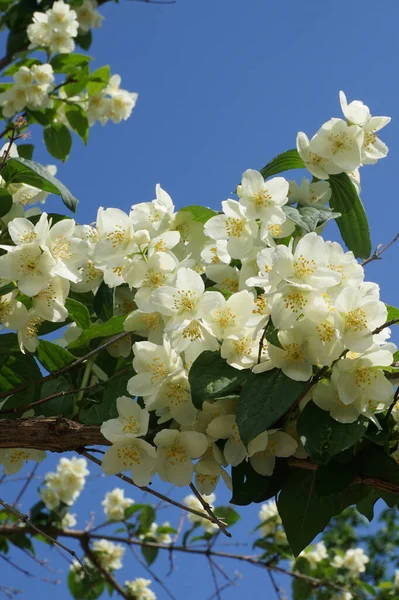 Kafkasya ve Bahar Chubushnik... Kafkasya 'da beyaz çiçeklerle çiçek açan...                               