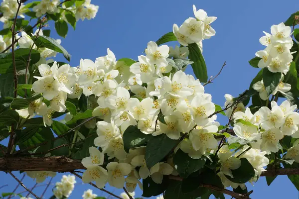  Kafkasya aromatik baharında chubushnik... Kafkasya 'nın eteklerinde yaz mevsiminde büyüyen beyaz çiçekli...                              