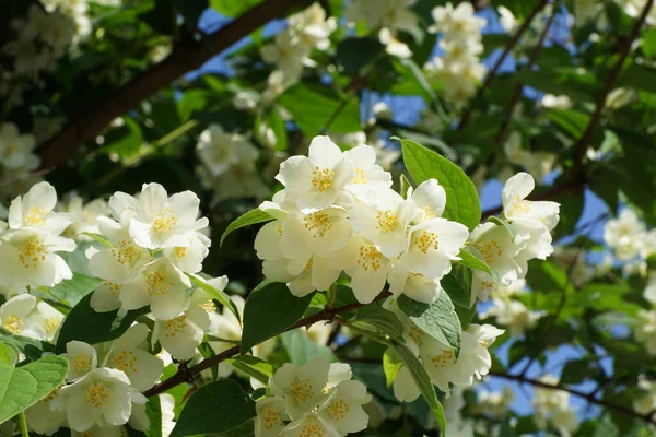 Kafkasyalı Chubushnik, Kafkasya 'nın eteklerinde yaz aylarında beyaz çiçeklerle,                               