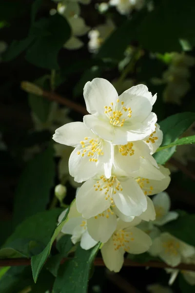 Detailní Záběr Květin Kavkazského Chubušnického Obyčejného Koronaria Philadelphus Květinami Zelenými — Stock fotografie