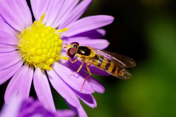 Makro Pohled Stranu Vrchol Bílé Pruhované Žluté Černé Mouchy Jsou — Stock fotografie