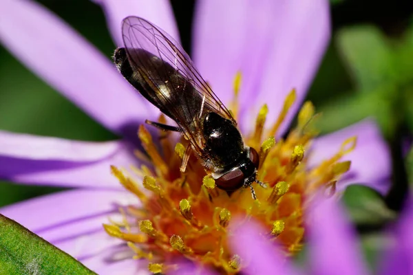  Kafkasya çizgili sarı ve siyah sineklerin yanı ve tepesi mor bir alp makinesinde oturan kanatlı uçan sineklerdir.                              