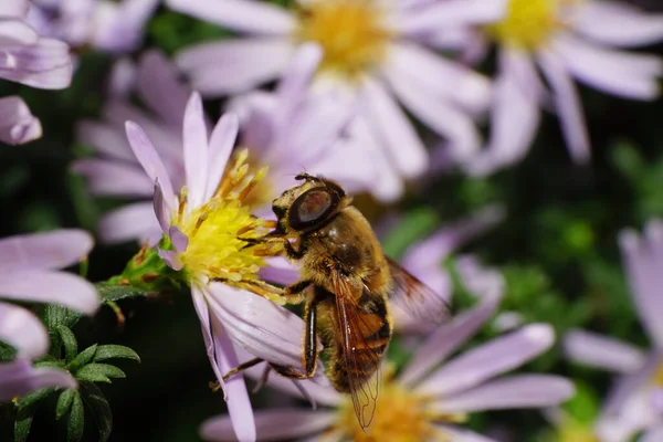 Närbild Sida Bild Kaukasisk Stor Randig Fluffig Blomma Med Spridda — Stockfoto