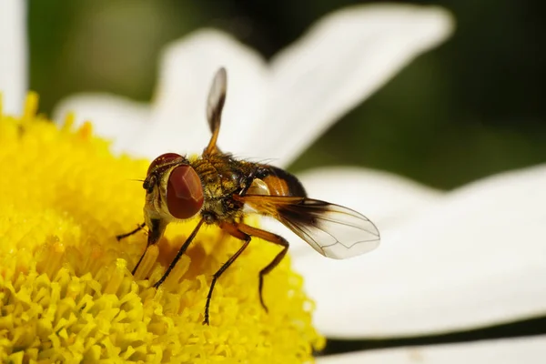 Macro Vue Face Une Mouche Caucasienne Bronze Multicolore Sont Avec — Photo