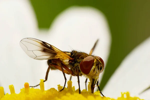 Macro Vista Frontal Caucasiano Moscas Florais Manchadas São Com Membros — Fotografia de Stock