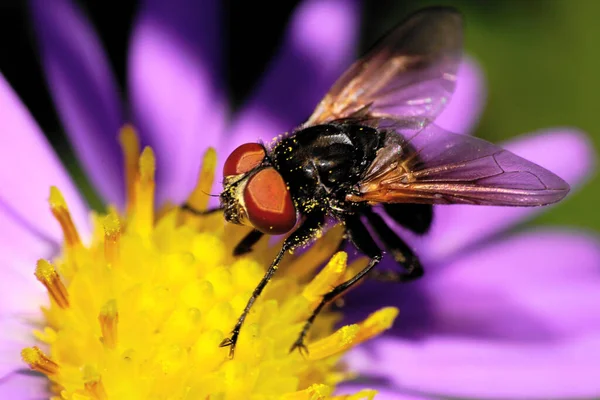 从宏观上看 高加索黑蝇的前缘和侧翼都是带黄色花粉的空中飞蝇 栖息在黄花盛开的紫色高山上 — 图库照片