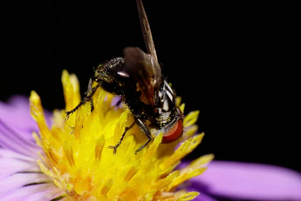 白种人黑花苍蝇的特写侧视图是带翅膀的空中飞蝇 它们用黄色花朵在灌木丛中挖掘紫色的高山飞鸟 — 图库照片