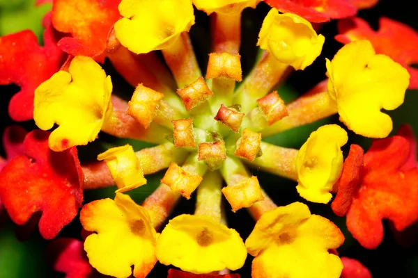 Macro Inflorescência Complexo Amarelo Vermelho Caucasiano Pequena Flor Com Pistilos — Fotografia de Stock