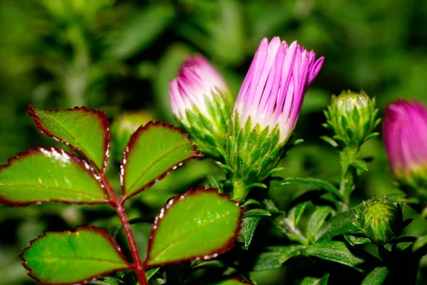 Μακρο Ροζ Μπουμπούκια Άνθη Καυκάσιων Αστέρων Πράσινα Petioles Και Φύλλα — Φωτογραφία Αρχείου