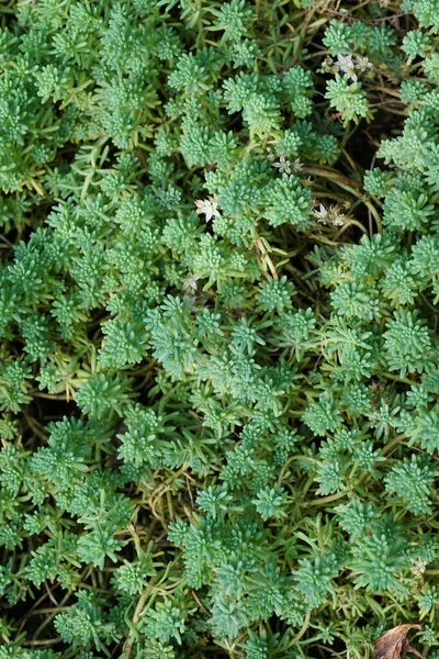 Close Creeping Stonecrop Thin Sedum Gracile Green Juicy Leaves Flower — Stock Photo, Image