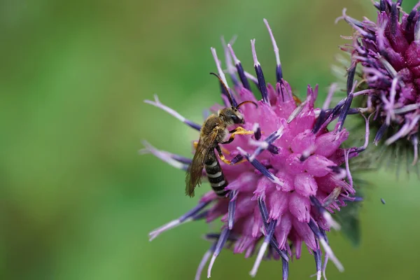 Uzun antenli, mor deve dikeni çiçeğinin üzerinde oturan Melitta cinsinin çizgili ve kabarık beyaz arısının makro yan görüntüsü.