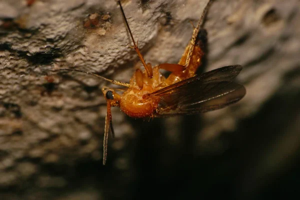 Makro Einer Kleinen Kaukasischen Braunen Pilzmücke Die Unter Der Haube — Stockfoto