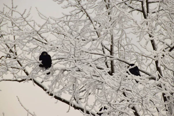 在温特 两只白雪公主黑色的乌鸦坐在白雪公主的树枝间 — 图库照片