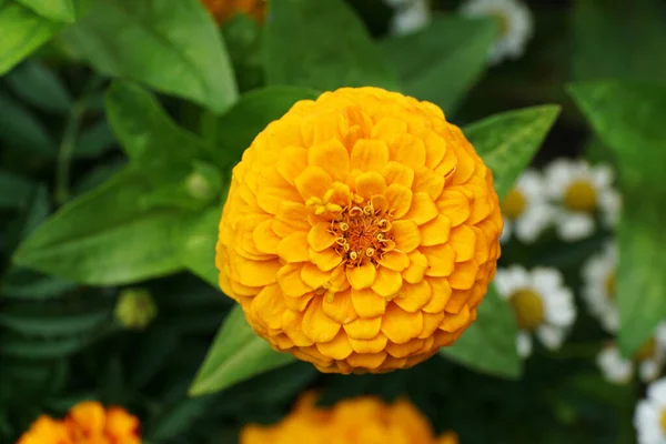 Primer Plano Una Flor Zinnia Amarilla Fresca Joven Hojas Que — Foto de Stock